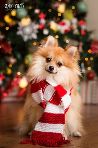 santo chico cenário natal grinch fotografia pet pomerania
