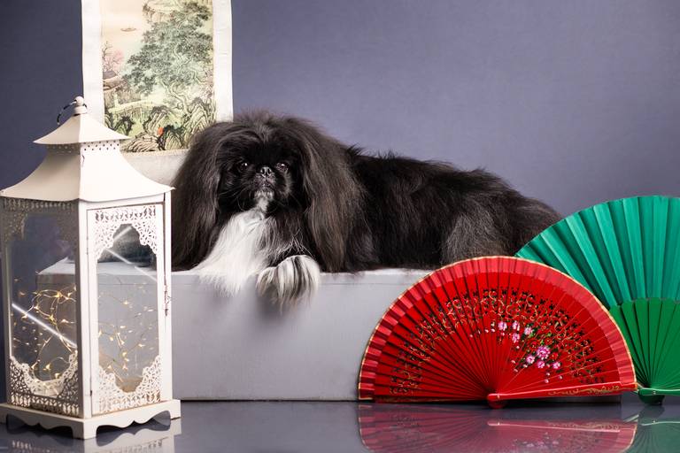 pet thais mazzoco fotografia cenario fotografia fotografo pet book estudio campinaspequinês chinês