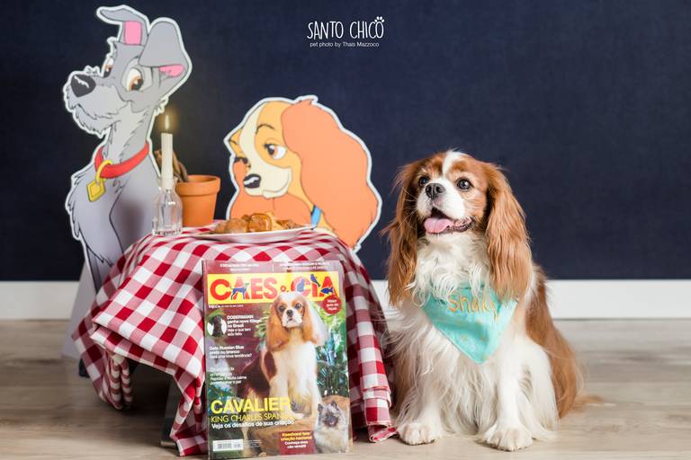 santo chico cenário dama e vagabundo  fotografia pet cavalier