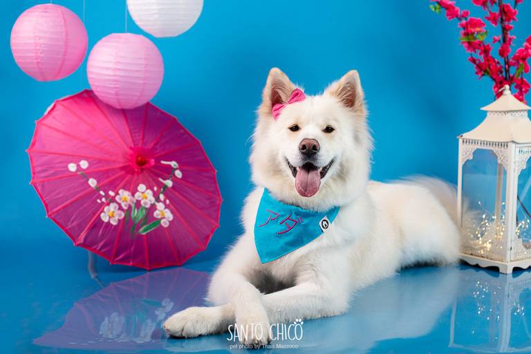 ensaio, aniversario, smash the cake, pet, santo chico, thais mazzoco, ada akita, 