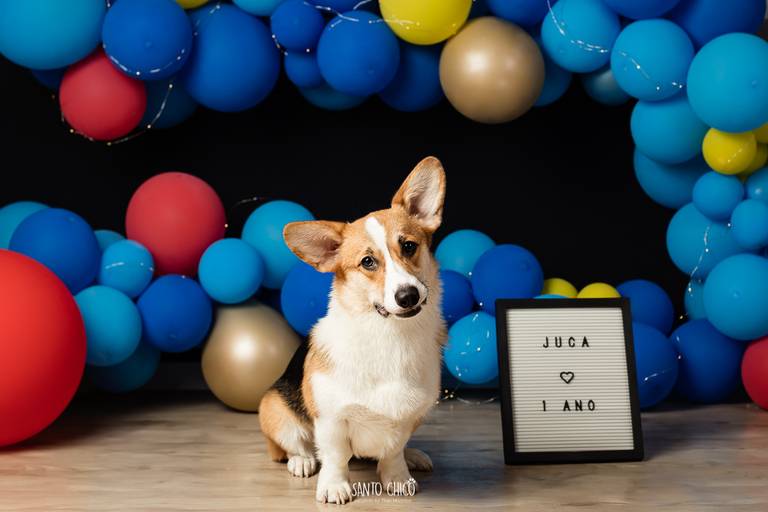 pet thais mazzoco fotografia cenario fotografia fotografo pet book estudio campinas aniversario pet