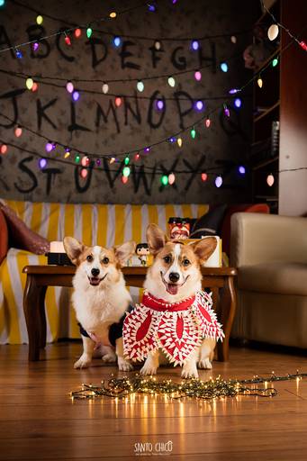 pet thais mazzoco fotografia cenario fotografia fotografo pet book estudio campinasstranger things