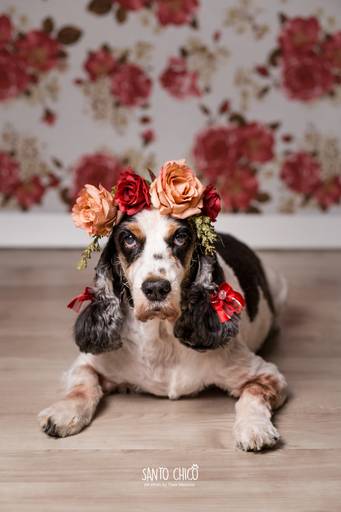 fotografia pet dia das mães cachorro estúdio pet cocker spaniel mãe fotografo pet campinas cachorro gato canil gatil criador revista cães e cia estrelas animais adestrador ensaio fotografico pet book pet estúdio pet santo chico fotografia pet