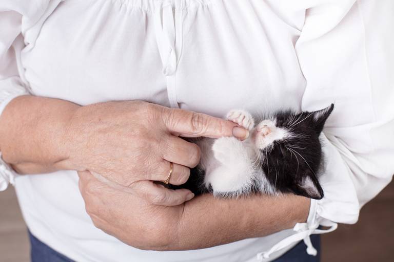 fotografia pet dia das mães cachorro estúdio pet gato filhote mãe fotografo pet campinas cachorro gato canil gatil criador revista cães e cia estrelas animais adestrador ensaio fotografico pet book pet estúdio pet santo chico fotografia pet