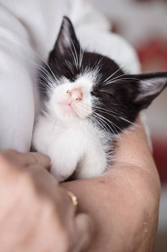 fotografia pet dia das mães cachorro estúdio pet gato filhote mãe fotografo pet campinas cachorro gato canil gatil criador revista cães e cia estrelas animais adestrador ensaio fotografico pet book pet estúdio pet santo chico fotografia pet