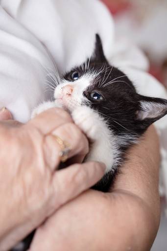 fotografia pet dia das mães cachorro estúdio pet gato filhote mãe fotografo pet campinas cachorro gato canil gatil criador revista cães e cia estrelas animais adestrador ensaio fotografico pet book pet estúdio pet santo chico fotografia pet
