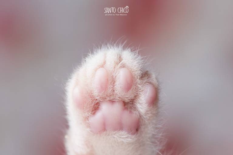 fotografia pet dia das mães cachorro estúdio pet gato filhote mãe fotografo pet campinas cachorro gato canil gatil criador revista cães e cia estrelas animais adestrador ensaio fotografico pet book pet estúdio pet santo chico fotografia pet