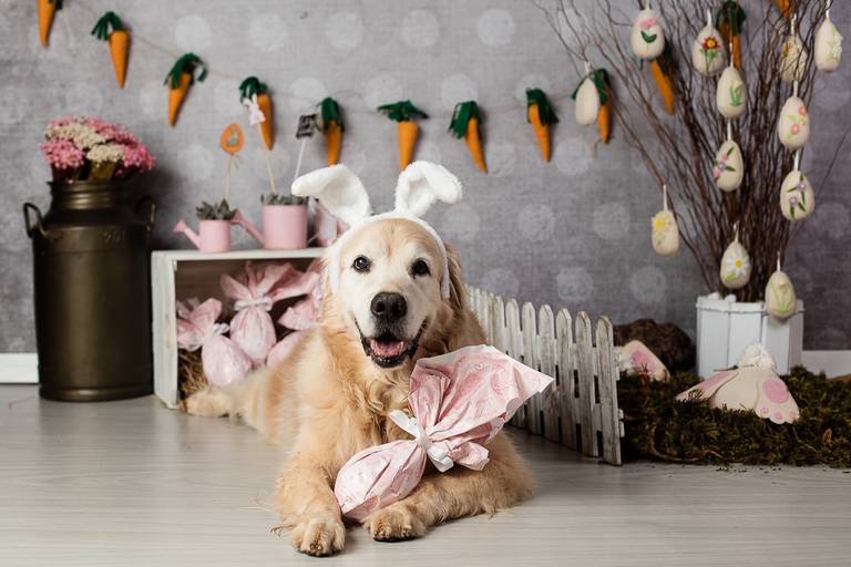 ensaio pascoa santo chico fotografia pet campinas golden srd vira lata tematico ovo de pascoa