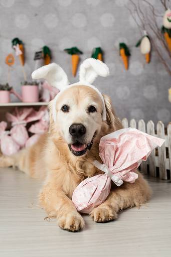 ensaio pascoa santo chico fotografia pet campinas golden srd vira lata tematico ovo de pascoa