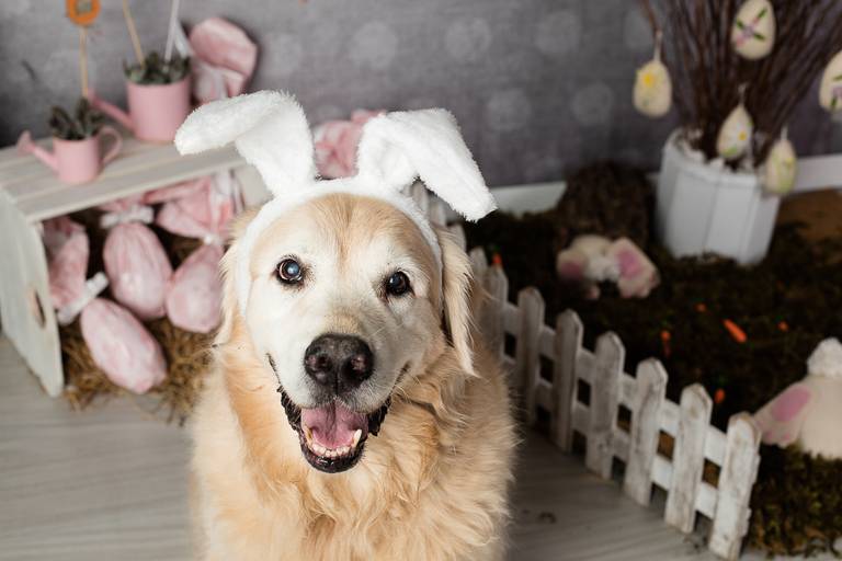 ensaio pascoa santo chico fotografia pet campinas golden srd vira lata tematico ovo de pascoa