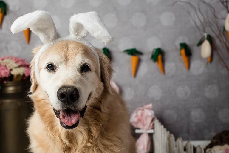 ensaio pascoa santo chico fotografia pet campinas golden srd vira lata tematico ovo de pascoa