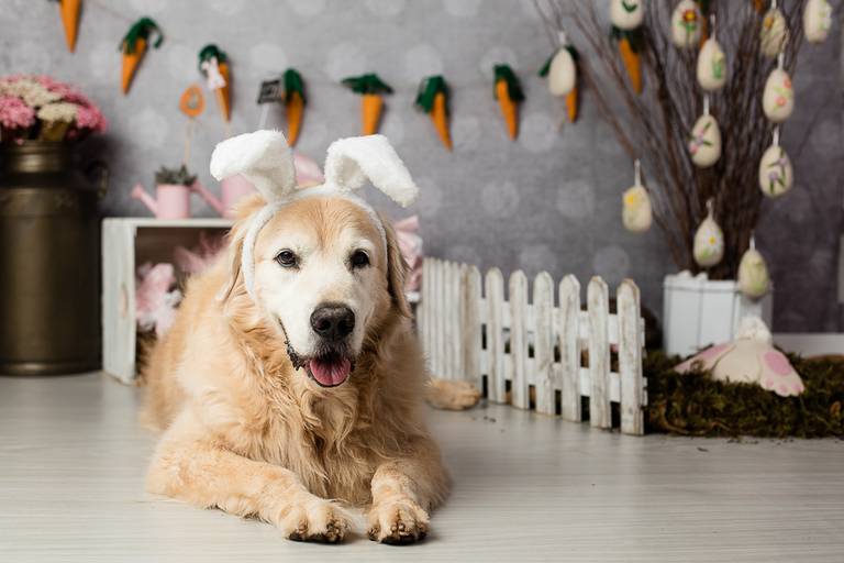 ensaio pascoa santo chico fotografia pet campinas golden srd vira lata tematico ovo de pascoa