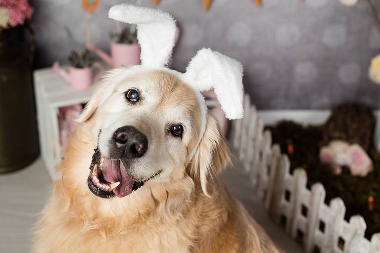 ensaio pascoa santo chico fotografia pet campinas golden srd vira lata tematico ovo de pascoa
