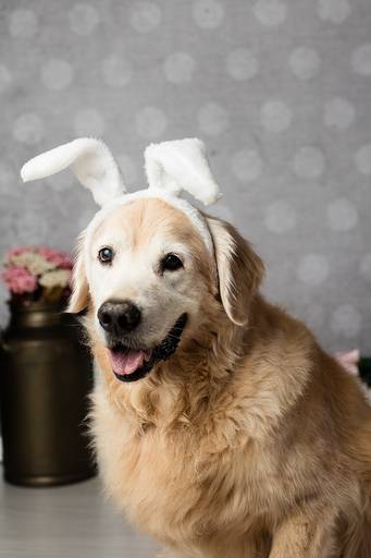 ensaio pascoa santo chico fotografia pet campinas golden srd vira lata tematico ovo de pascoa