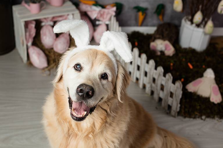 ensaio pascoa santo chico fotografia pet campinas golden srd vira lata tematico ovo de pascoa