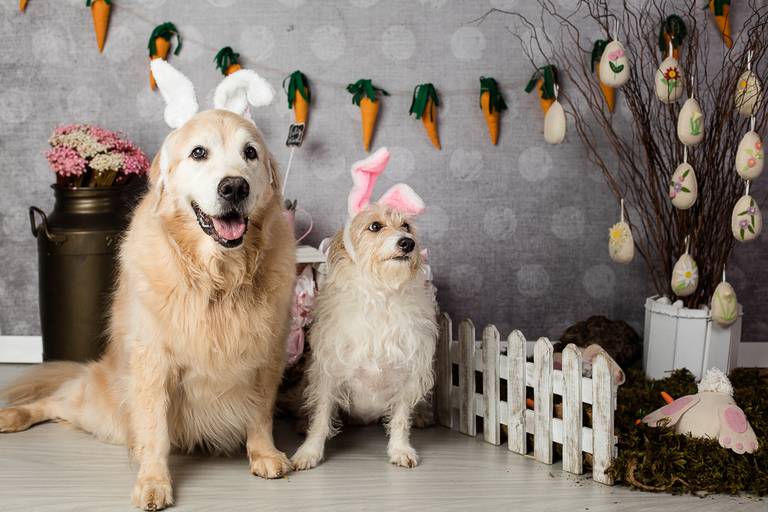 ensaio pascoa santo chico fotografia pet campinas golden srd vira lata tematico ovo de pascoa