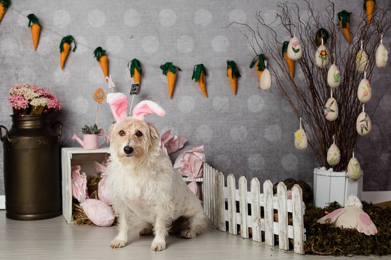 ensaio pascoa santo chico fotografia pet campinas golden srd vira lata tematico ovo de pascoa