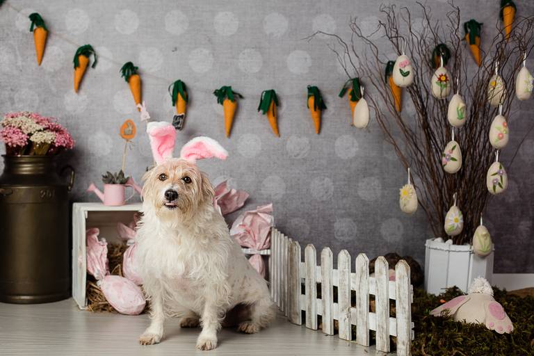 ensaio pascoa santo chico fotografia pet campinas golden srd vira lata tematico ovo de pascoa