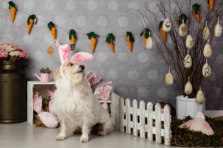ensaio pascoa santo chico fotografia pet campinas golden srd vira lata tematico ovo de pascoa