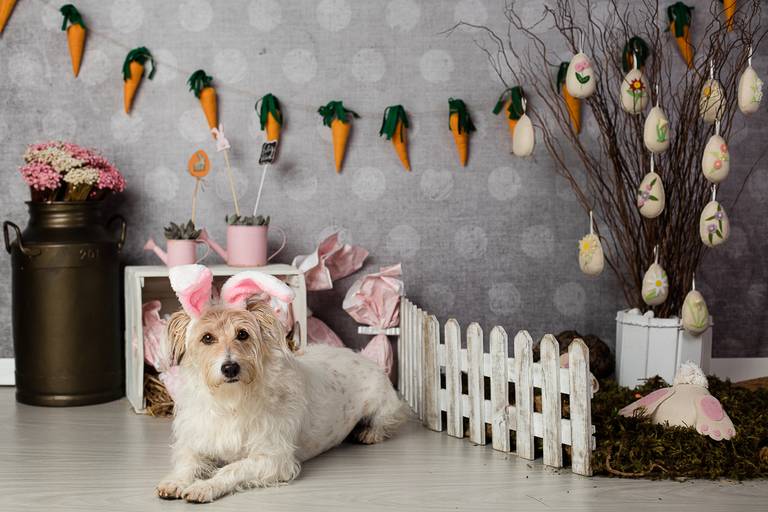 ensaio pascoa santo chico fotografia pet campinas golden srd vira lata tematico ovo de pascoa