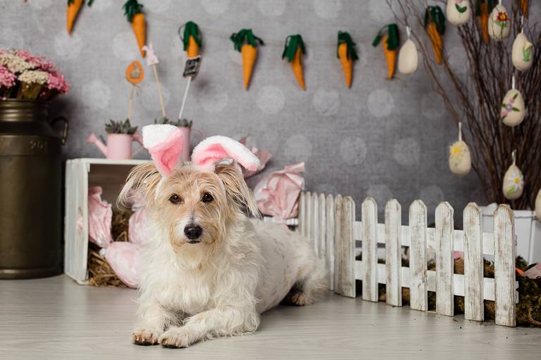 ensaio pascoa santo chico fotografia pet campinas golden srd vira lata tematico ovo de pascoa