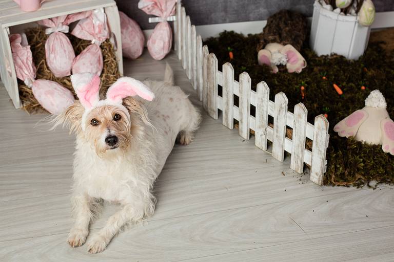 ensaio pascoa santo chico fotografia pet campinas golden srd vira lata tematico ovo de pascoa