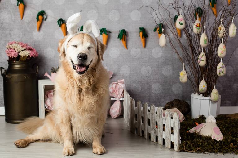 ensaio pascoa santo chico fotografia pet campinas golden srd vira lata tematico ovo de pascoa