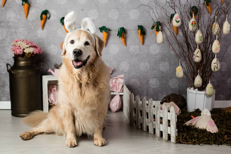 ensaio pascoa santo chico fotografia pet campinas golden srd vira lata tematico ovo de pascoa