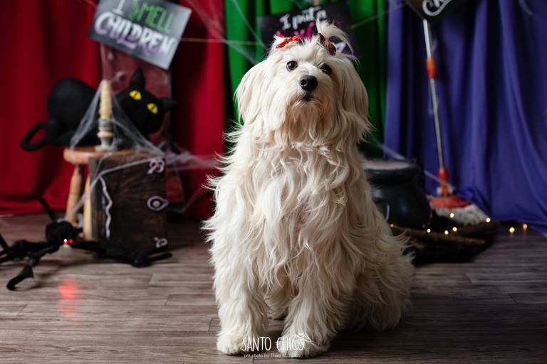 ensaio pet halloween santo chico fotografia abracadabra 2 hocus pocus 2022 dia das bruxas