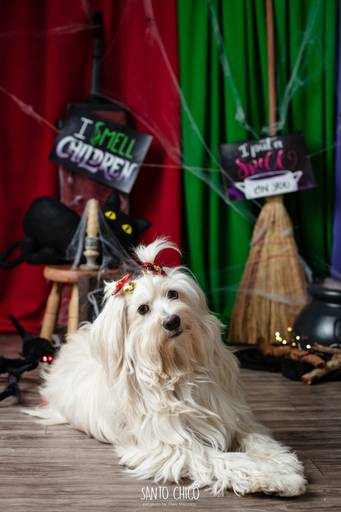 ensaio pet halloween santo chico fotografia abracadabra 2 hocus pocus 2022 dia das bruxas