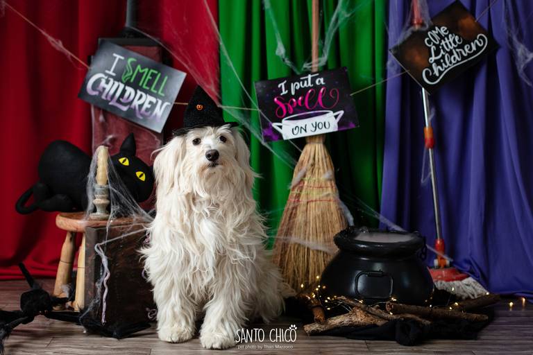ensaio pet halloween santo chico fotografia abracadabra 2 hocus pocus 2022 dia das bruxas