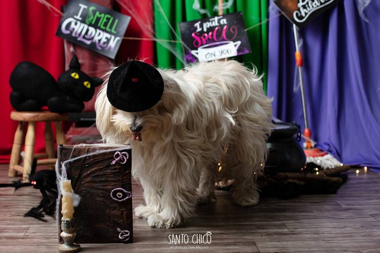 ensaio pet halloween santo chico fotografia abracadabra 2 hocus pocus 2022 dia das bruxas