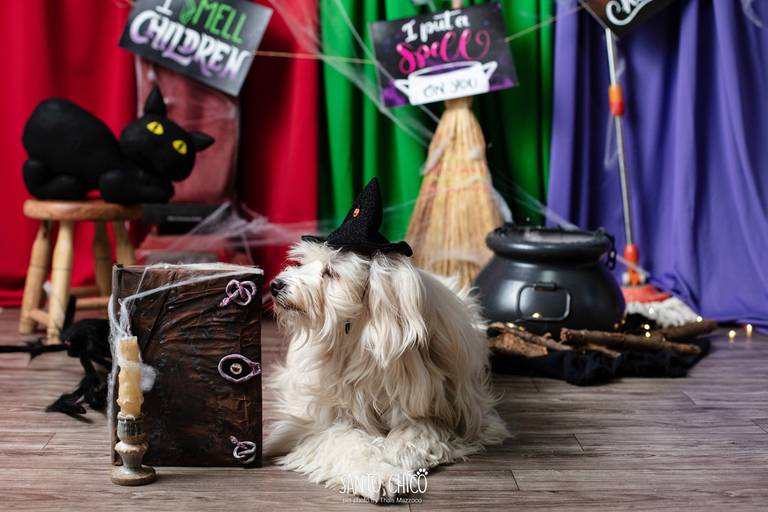 ensaio pet halloween santo chico fotografia abracadabra 2 hocus pocus 2022 dia das bruxas