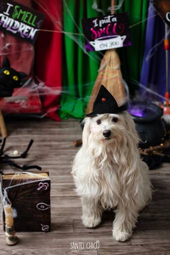 ensaio pet halloween santo chico fotografia abracadabra 2 hocus pocus 2022 dia das bruxas