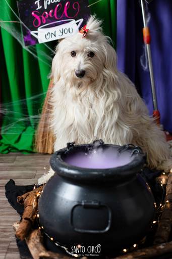 ensaio pet halloween santo chico fotografia abracadabra 2 hocus pocus 2022 dia das bruxas