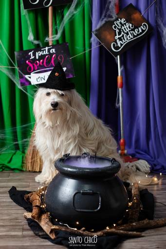 ensaio pet halloween santo chico fotografia abracadabra 2 hocus pocus 2022 dia das bruxas
