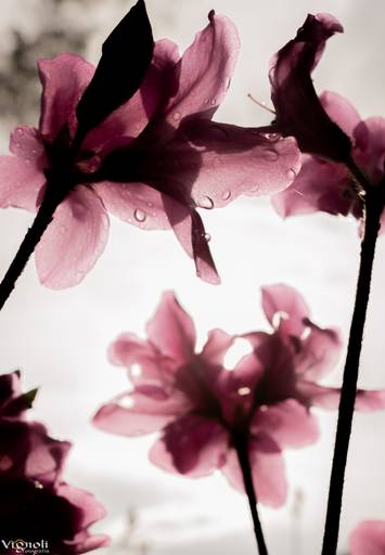 Pétalas transparentes orvalho