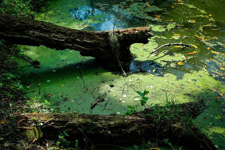 PINTADO PELA DA NATUREZA