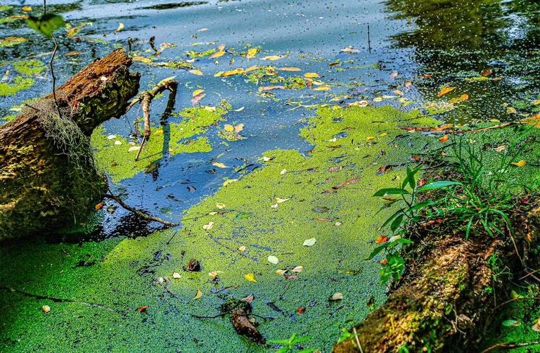 PINTADO PELA NATUREZA