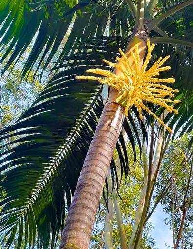 PALMEIRA COM FLOR