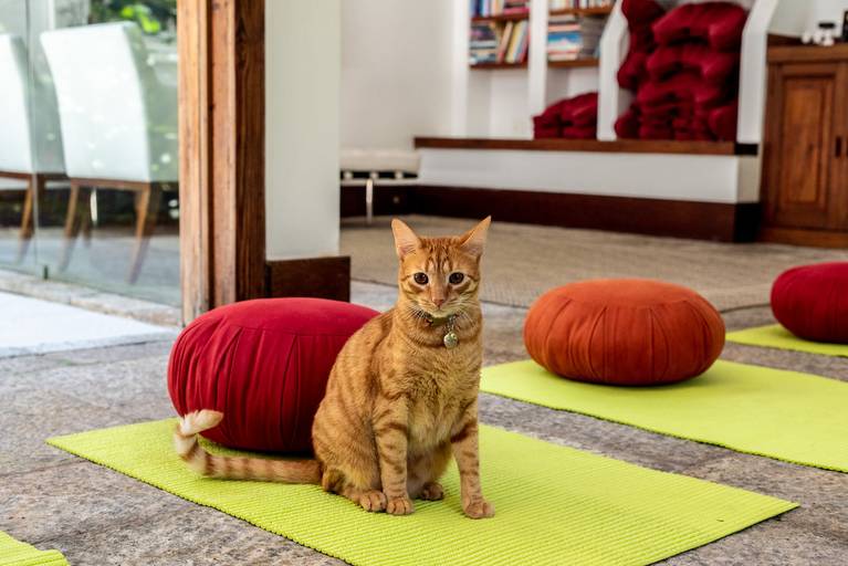 Fotografia de gato cor de mel em centro de meditação mindfulness RJ