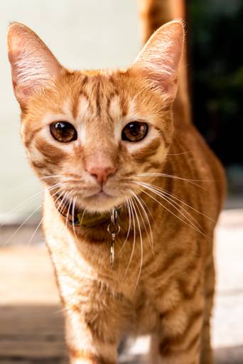 Fotografia de gato cor de mel em centro de meditação mindfulness RJ