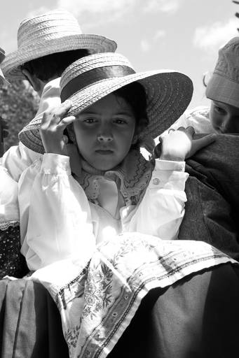 Apanha do Chá - Porto Formoso