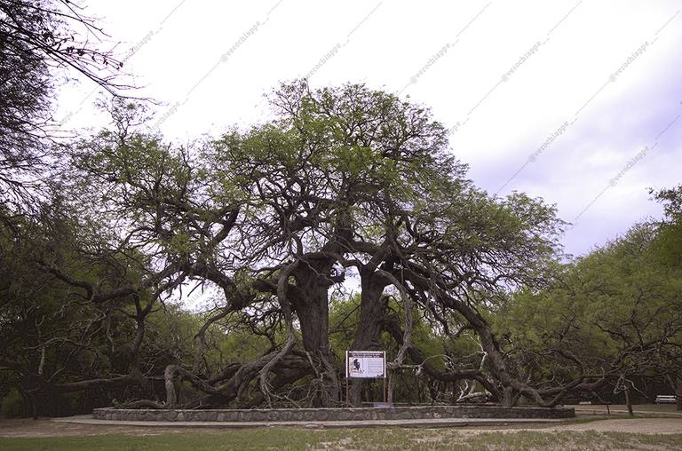 Algarroo Abuelo