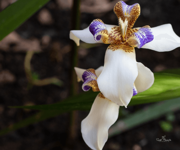 As flores do meu Jardim
