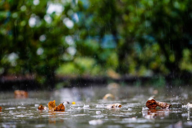 Folhas secas caídas no chão molhado pela chuva, com um fundo verde desfocado de vegetação.