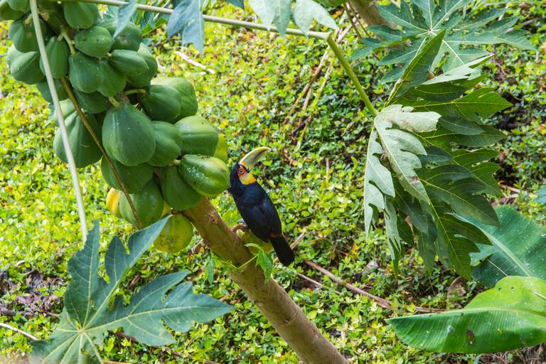 Tucano-de-bico-verde pousado em um pé de mamão, com frutas verdes e folhagens ao redor, em Ilhabela, São Paulo.