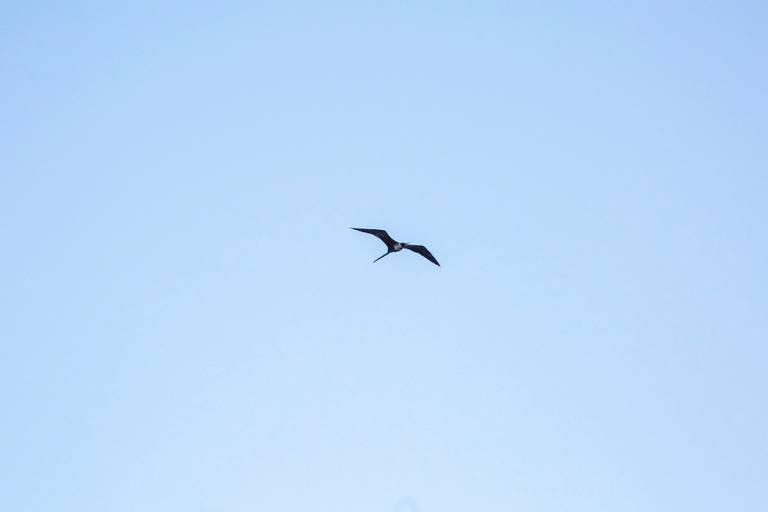 Gaivota voando em céu azul claro, com as asas abertas em pleno voo.