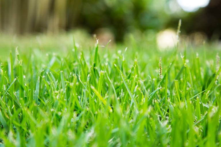 Vista macro de folhas de grama verde, com detalhes da textura e pequenas gotas de orvalho.