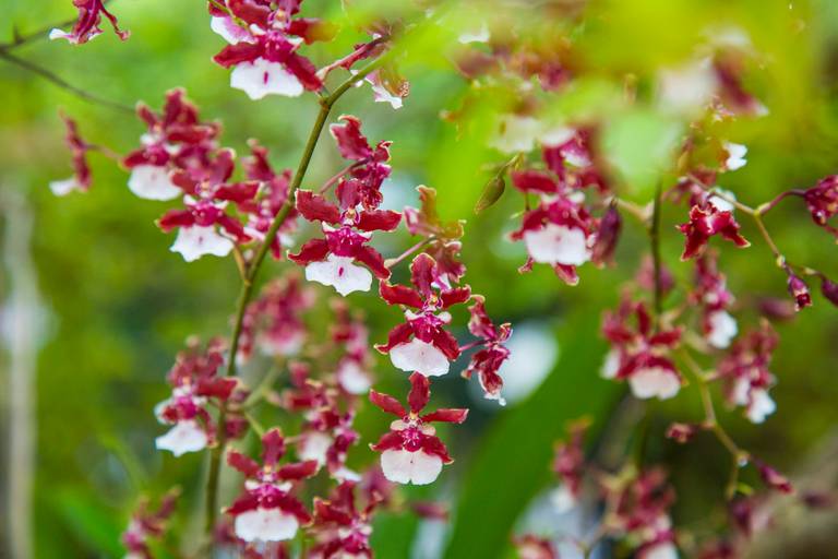 Orquídea com pétalas vermelhas e brancas, em um fundo verde desfocado.